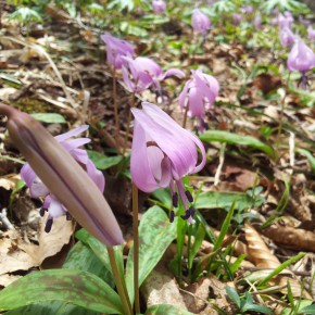 20150423寂地山は花もぶれじゃあ