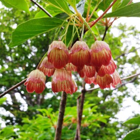 20150606 恐羅漢山~旧羅漢山　サラサドウダン　花のマイブ~ム