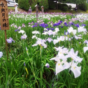 20150613　まだまだ続く孫守日記　今日は吉香公園菖蒲まつり