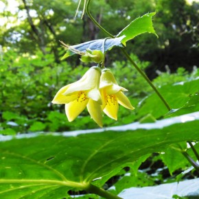 20150823 天涯の花　キレンゲショウマに逢いに。恐羅漢山