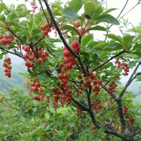 20160528 市間山立岩山　昨年のリベンジ　干支花サルメンエビネを求めて