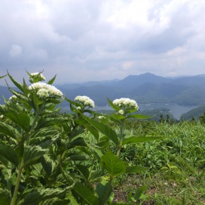 20160626　聖山～高岳縦走　雨ニモ負ケズ　熊ニモ負ケズ