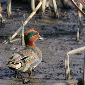 20161203 せっかくここまで来たので水辺の鳥たちでも撮ってみた