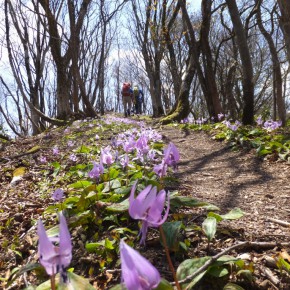 20170429 弟見山　今年も咲いたかとカタクリの花を愛でる