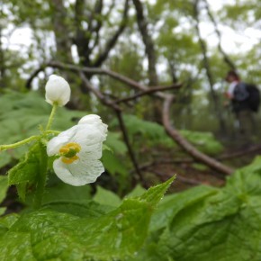 20180508 大万木山　黄泉の霧中を逝き登るとそこには白蓮のようなサンカヨウが咲いていた(=_=)