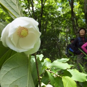 20180612 吉和冠山　安全第一？林道登山