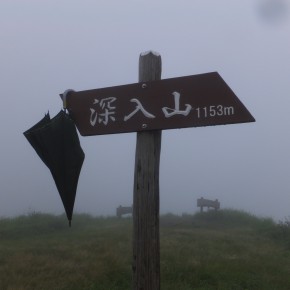 20190714　霧雨に濡れる花の深入山　今あの人は…コサメニモマケズ