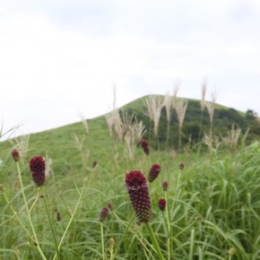 20190824 もう秋の風吹く「深入山」の花をしゃぶりつくす(≧▽≦)