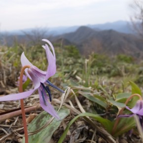 弟見山～莇ヶ岳20200419　今年もカタクリの花～(^^♪